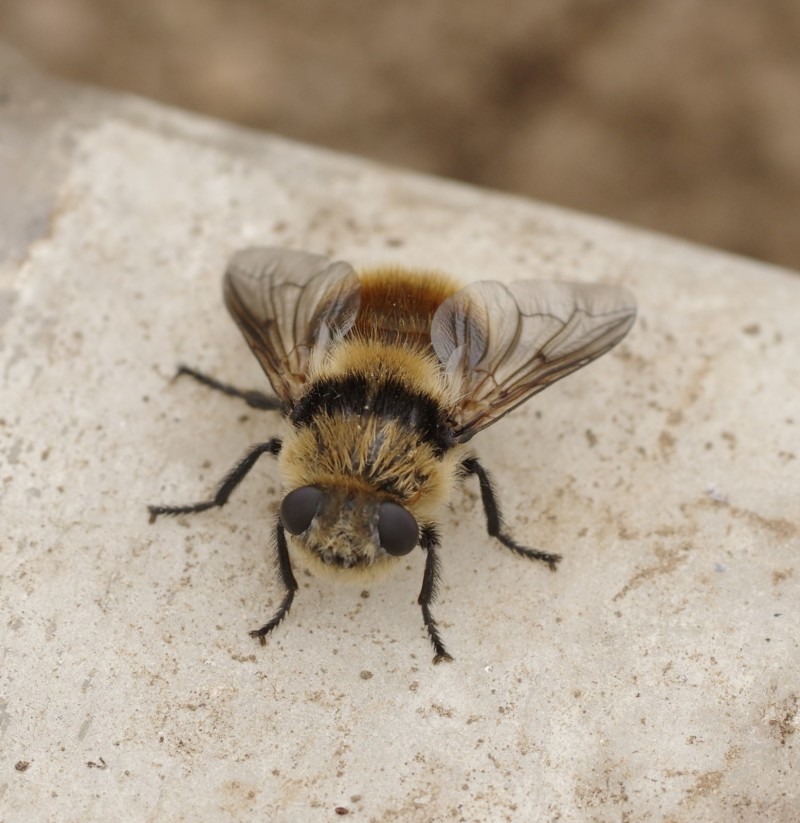 5a7c1ae375-mosca28xuno.jpg