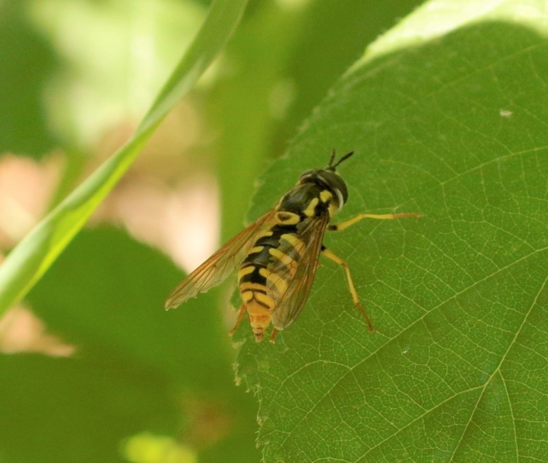 5a7c1ce37e-mosca28xuno2.jpg