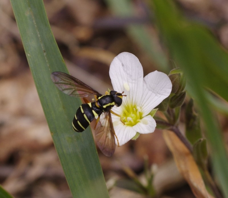 5a7ccd7878-mosca17maio.jpg