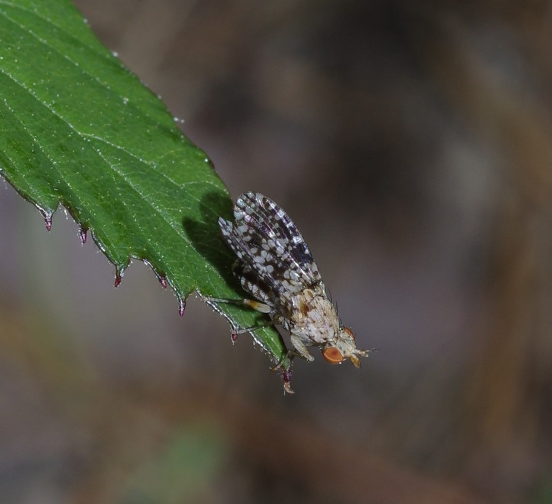 5a7d8fea2d-mosca01out.jpg