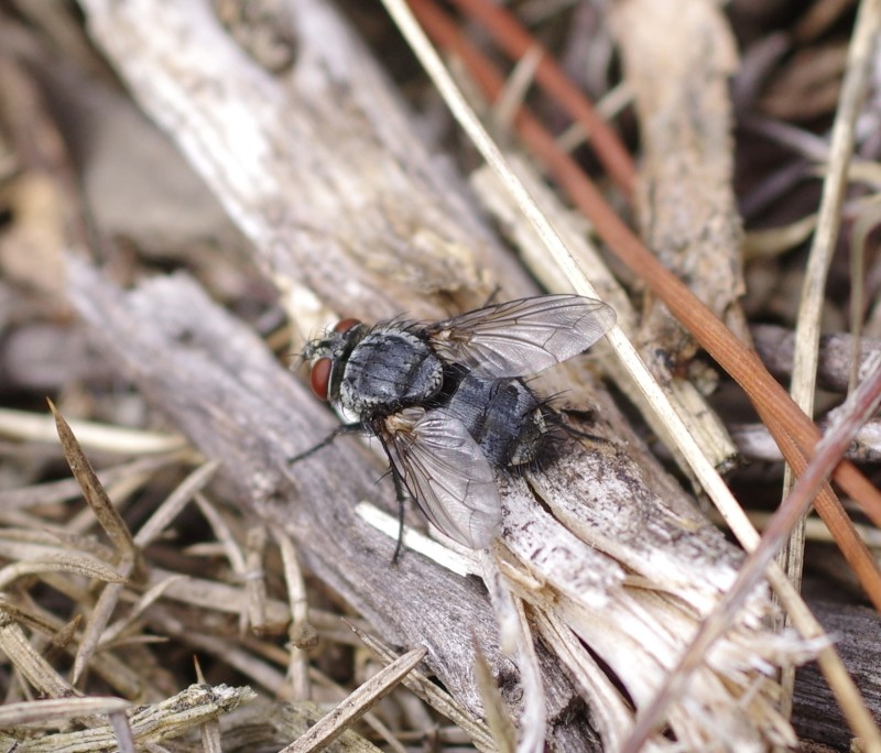 5a7d920bcc-mosca30set01.jpg