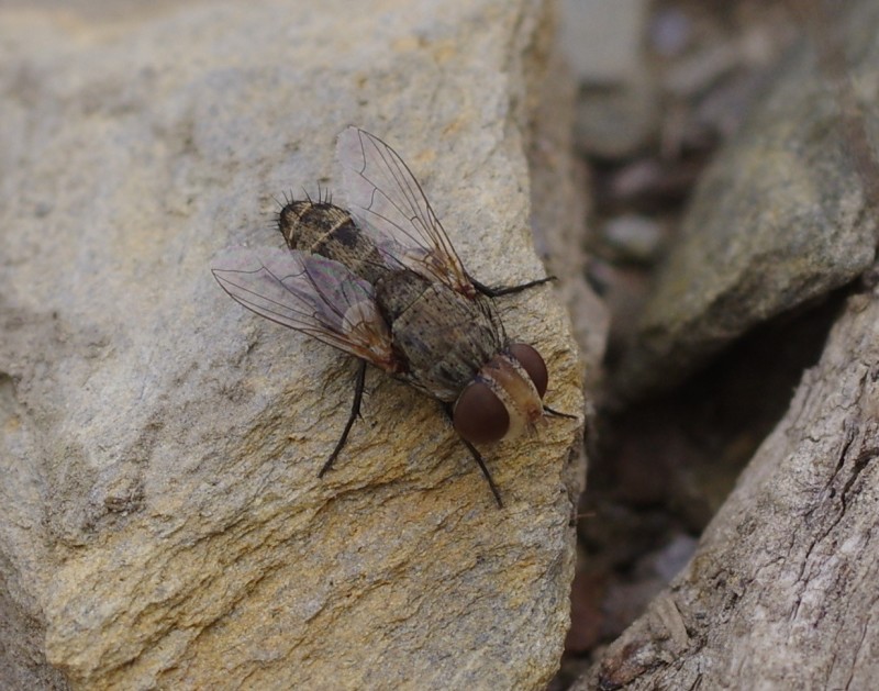 5a7d93473b-mosca30set02.jpg