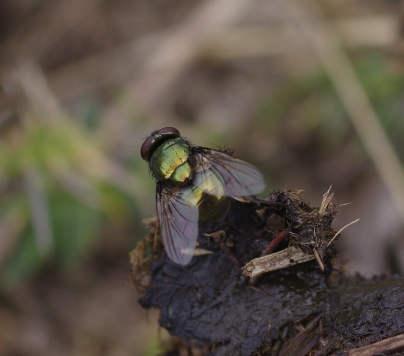 5a7d949026-mosca30set03.jpg