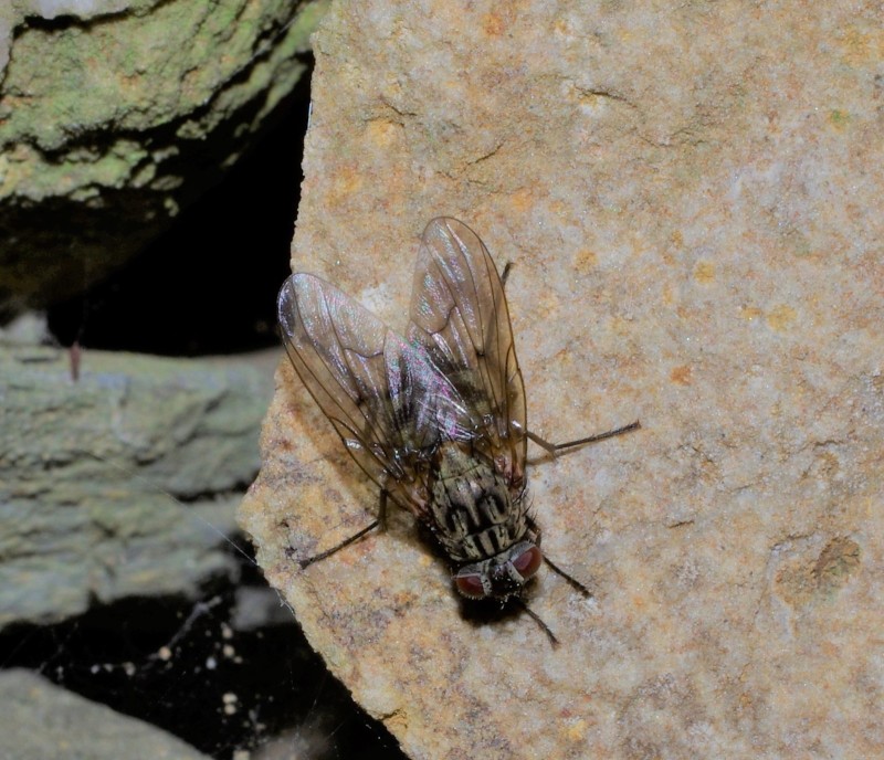 5a7da6da2c-mosca21set8.jpg