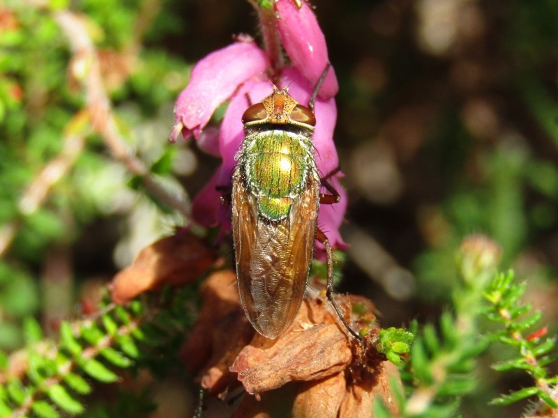 5a7dd1854f-2.-mosca.jpg