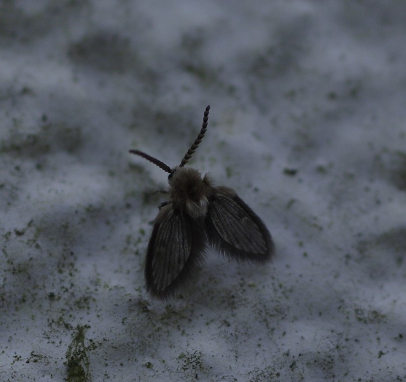 5a89b2ae6f-mosca18feb.jpg