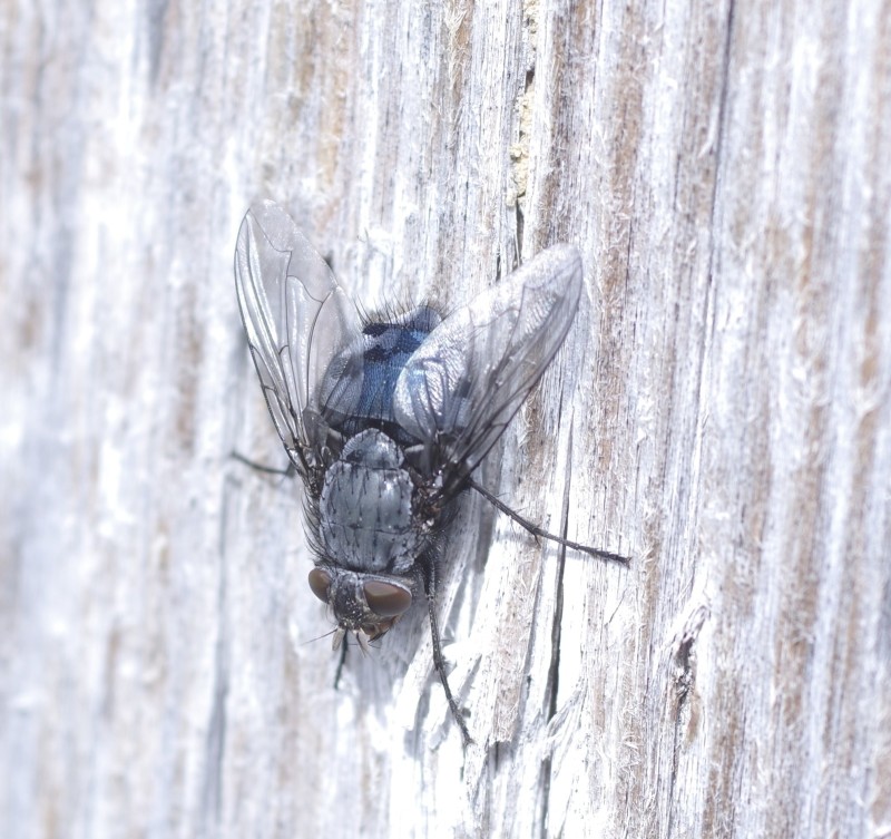 5a8a8d5839-mosca18feb2.jpg