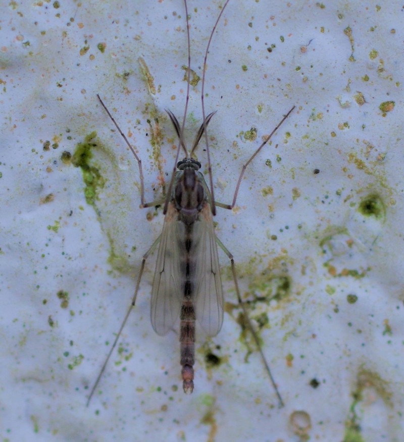 5a8a918c6b-diptera17feb.jpg