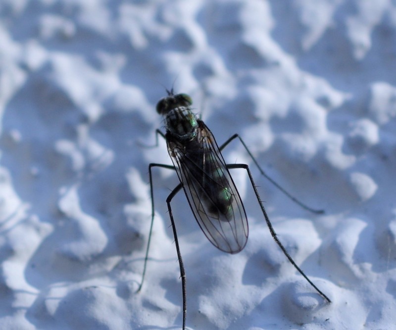5a8db87d85-insect21feb.jpg