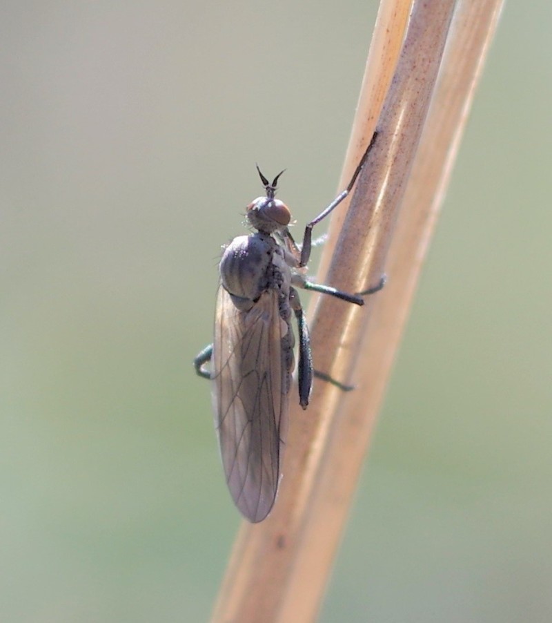 5a8edc7c70-insect22feb2.jpg