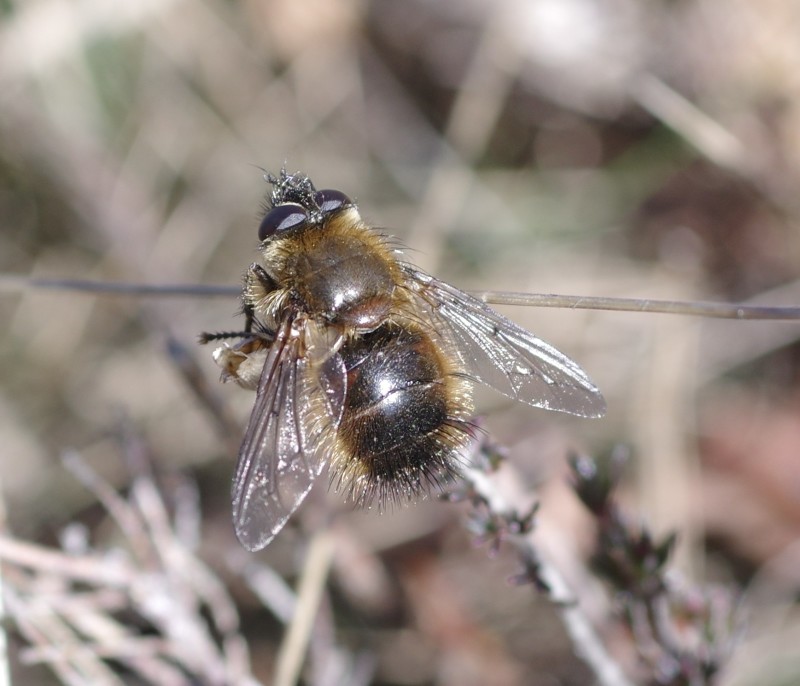5a90041bdf-diptera22feb2.jpg
