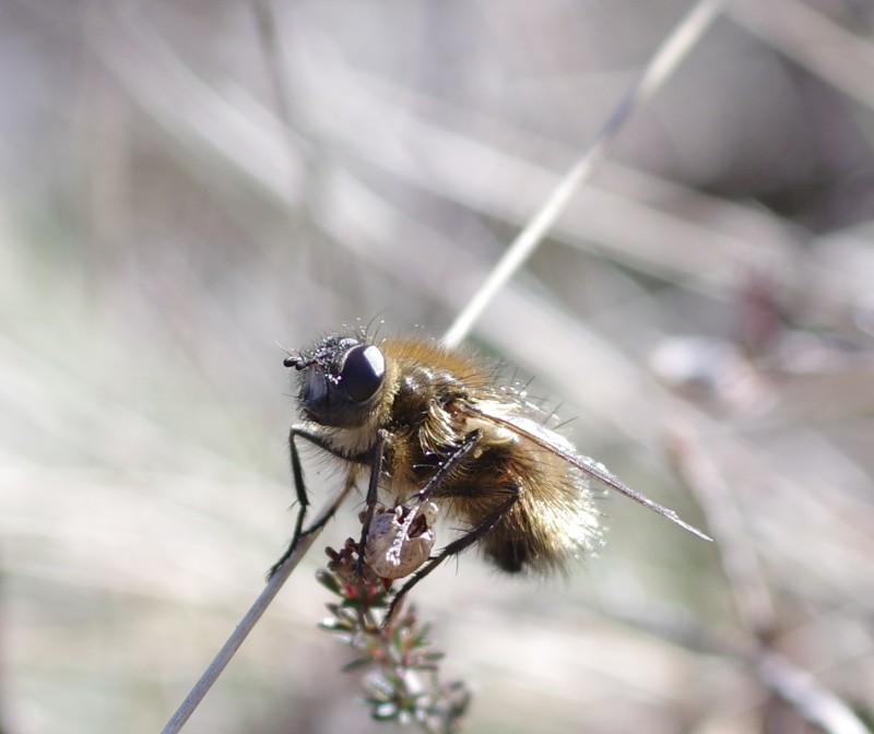 5a90041c70-diptera22feb.jpg
