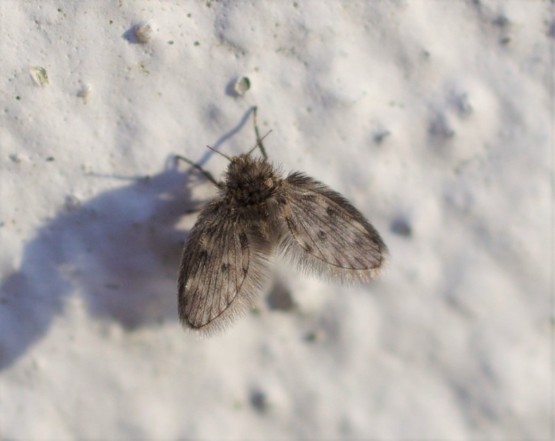 5a9057dd72-diptera23feb-2-.jpg
