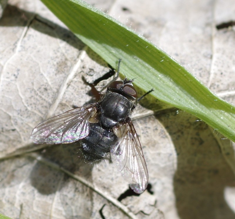 5a91d1613b-mosca24feb3.jpg
