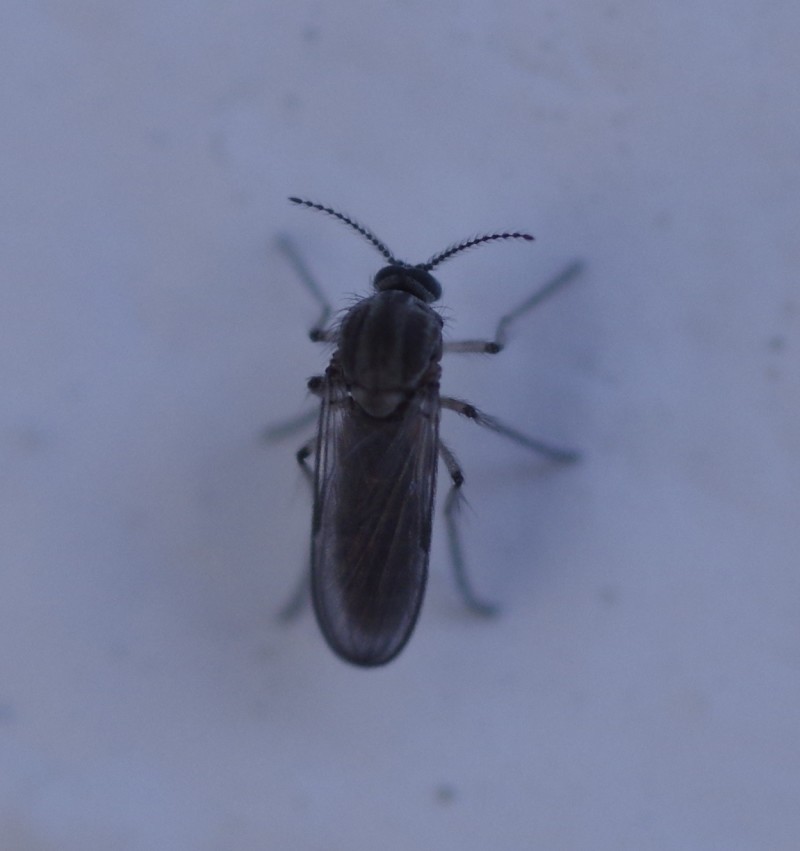 5a91d8697b-mosca24feb4.jpg