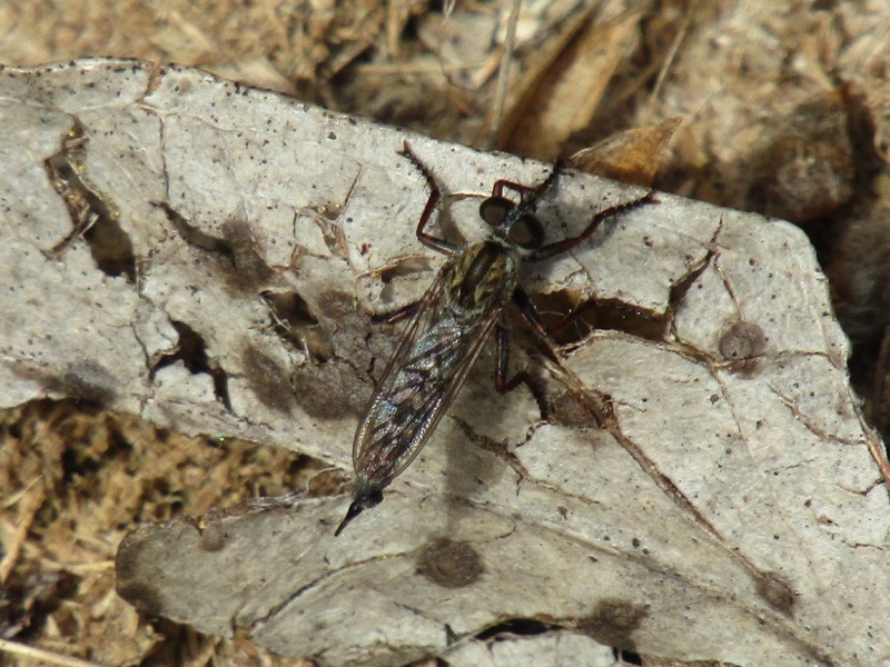 5aa1bd7b1d-9.-mosca-asesina.jpg