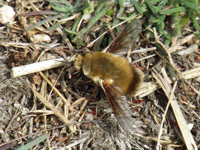 5aa1bf9317-21.-mosca.jpg