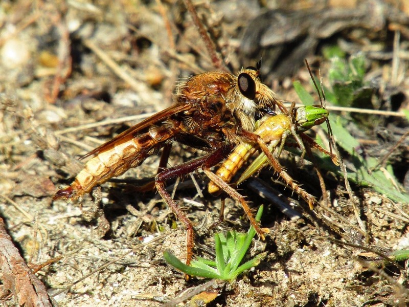 5aa57fe3d4-4.-mosca-asesina.jpg