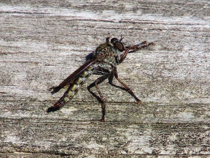 5aa5803af2-5.-mosca-asesina.jpg
