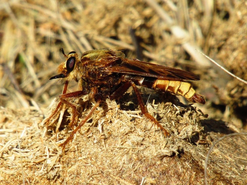 5aa580df02-9.-mosca-asesina.jpg