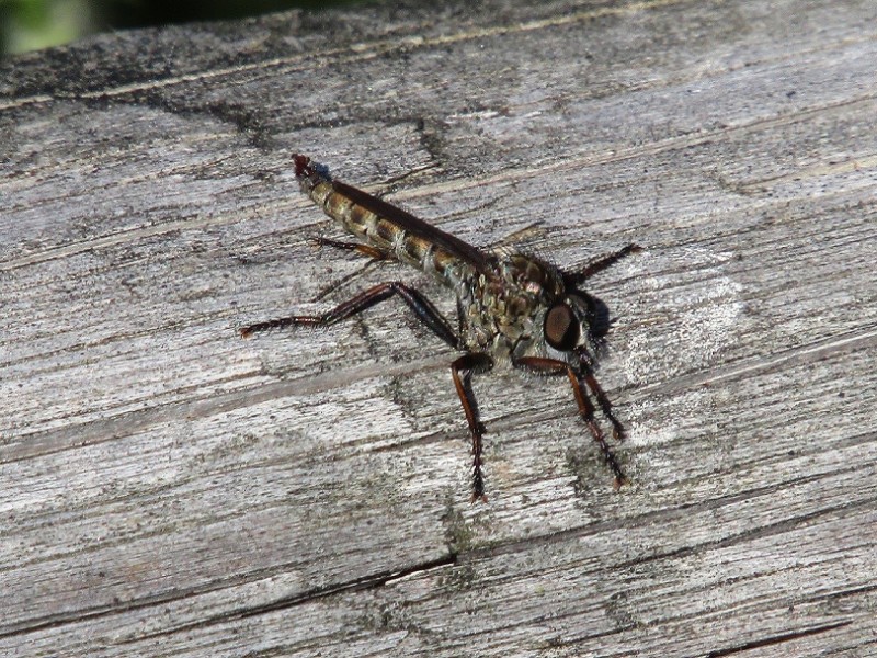 5aa5811c63-10.-mosca-asesina.jpg