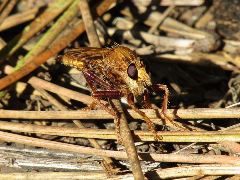 5aa5832e54-23.-mosca-asesina.jpg