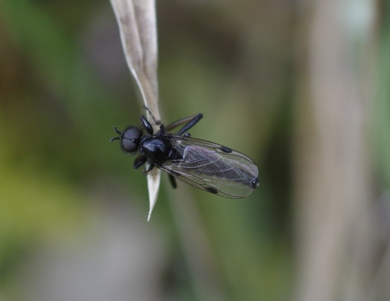 5aad2c82b1-insect17marz.jpg