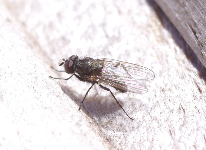 5ab3661e3d-mosca22marz.jpg