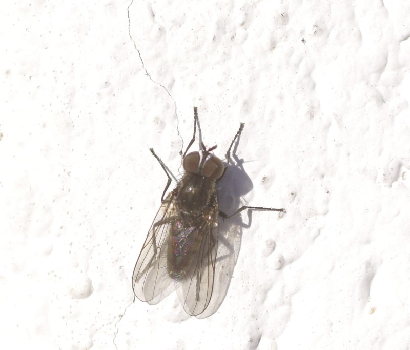 5ab368e278-mosca21marz.jpg