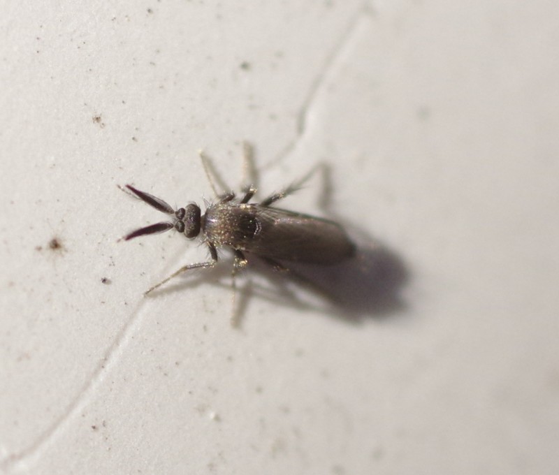 5ab36d5090-mosca21marz1.jpg