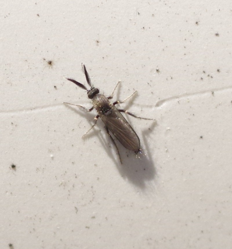 5ab36d50d0-mosca21marz2.jpg