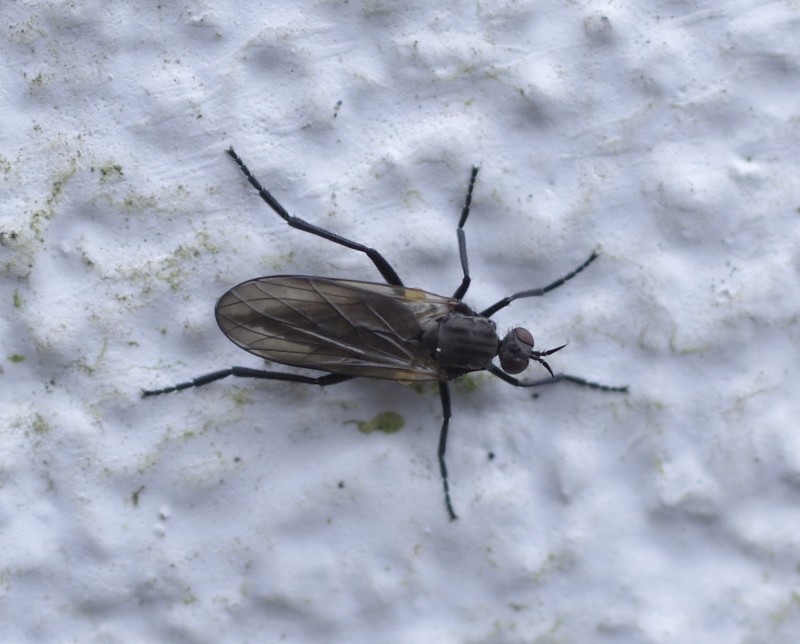 5ab370ee4b-mosca18marz2.jpg