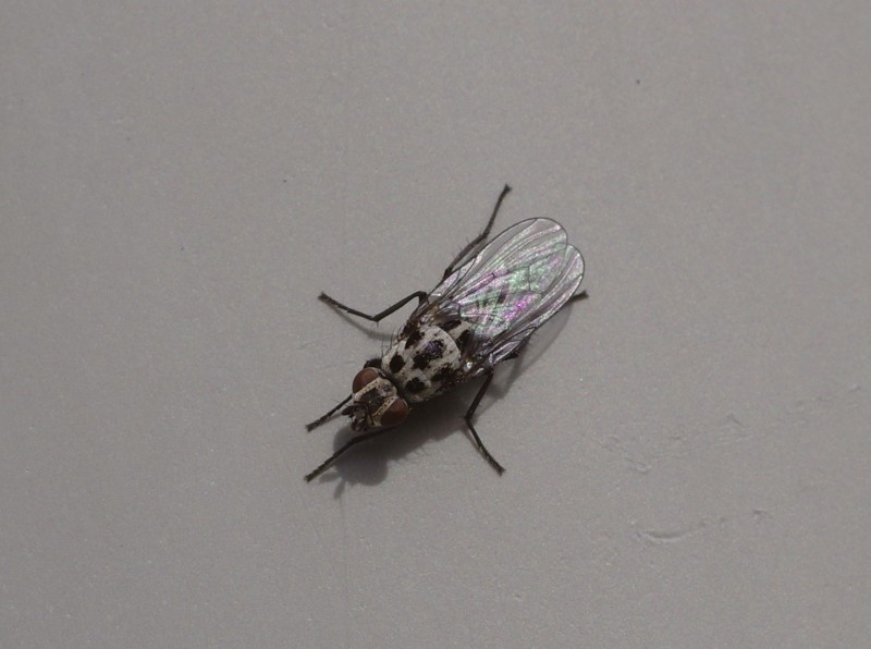 5ab3ff50ba-mosca22marz3.jpg