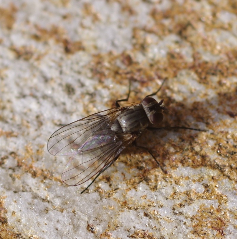 5ab4009c64-mosca22marz4.jpg