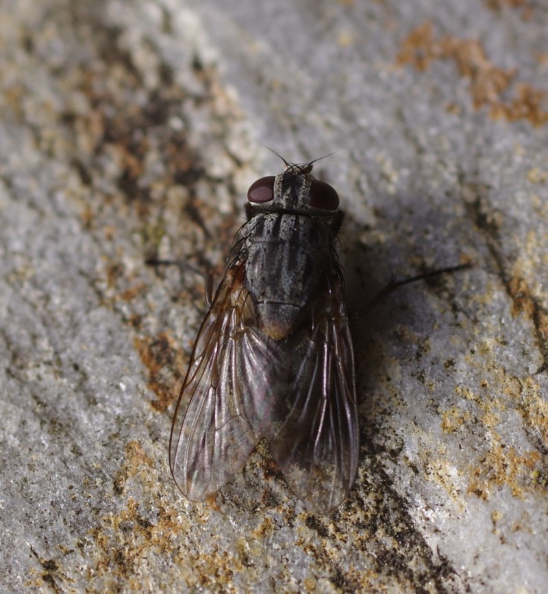 5ab401e134-mosca22marz5.jpg