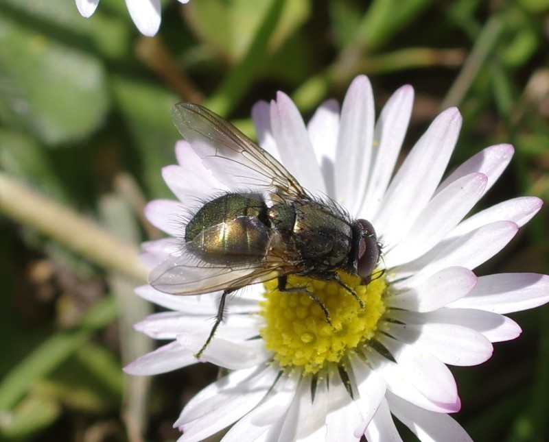 5ab4c92898-mosca22marz9.jpg