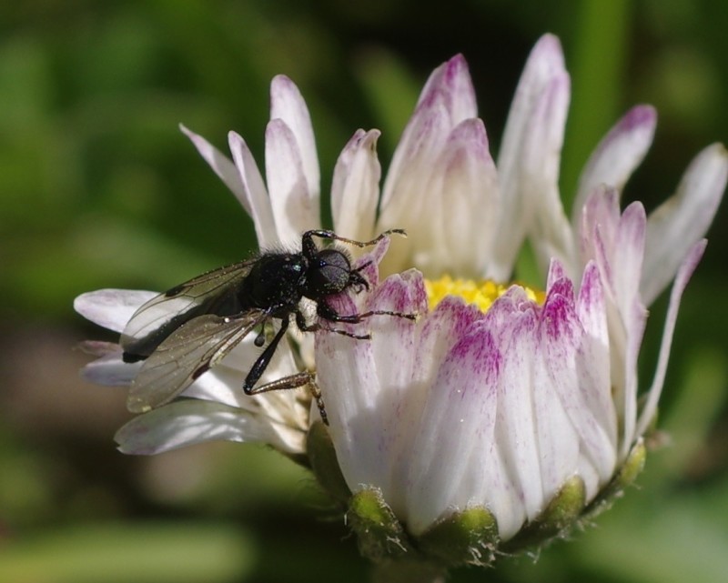 5ab4cb2e80-mosca22marz10.jpg