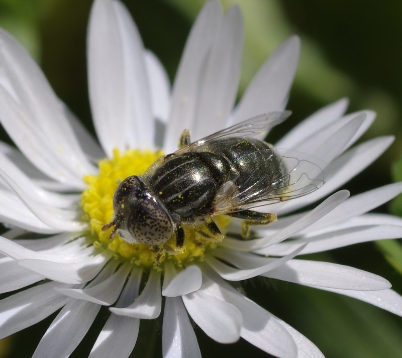 5ab4ce1072-mosca22marz11.jpg