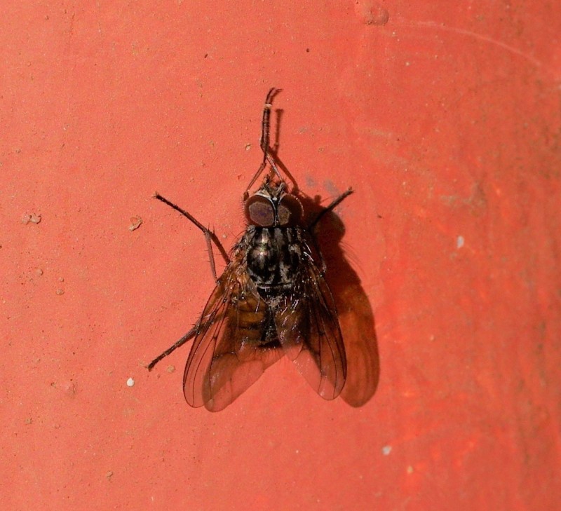 5ab4d1ab6f-mosca22marz13.jpg