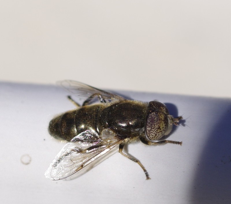 5abaa50a10-mosca27marz1.jpg
