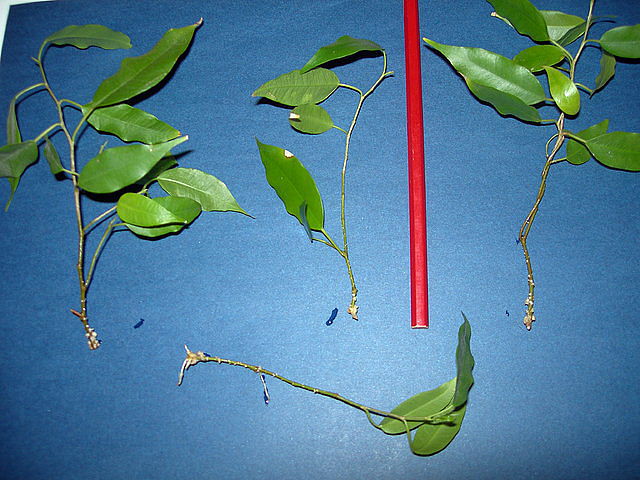 5ac45397.jpg