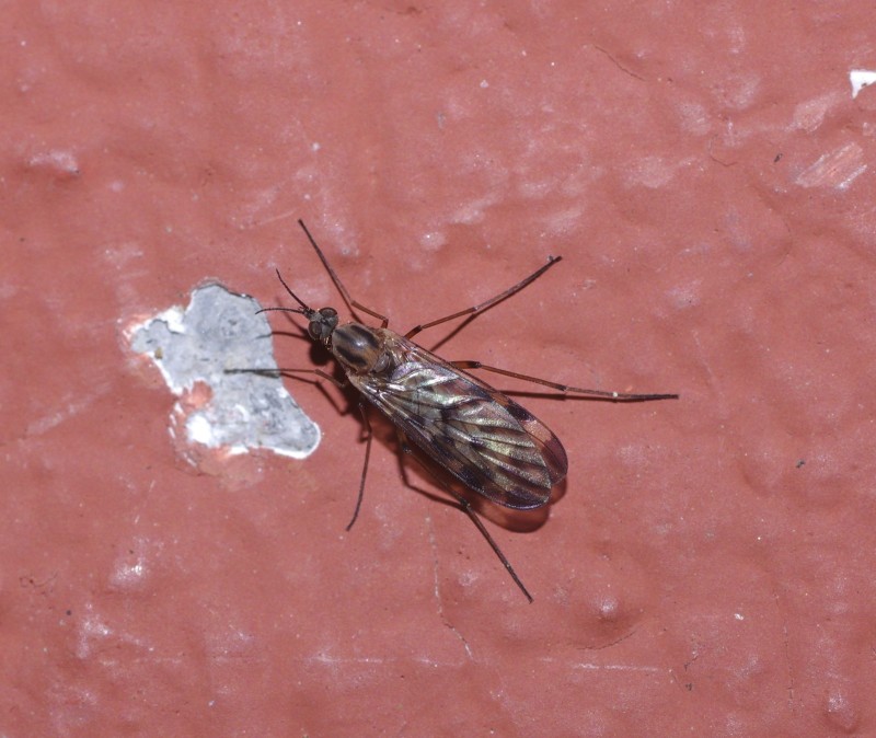5adece86dc-mosca23ab.jpg