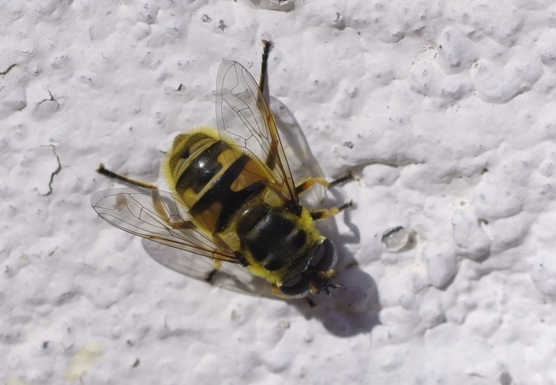 5ae0ce3976-mosca25ab.jpg