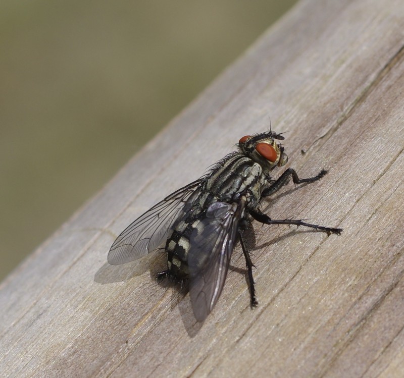 5af3e306e7-mosca09mai.jpg
