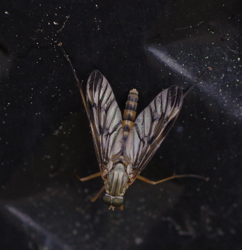 5af3e60e93-mosca09mai1.jpg