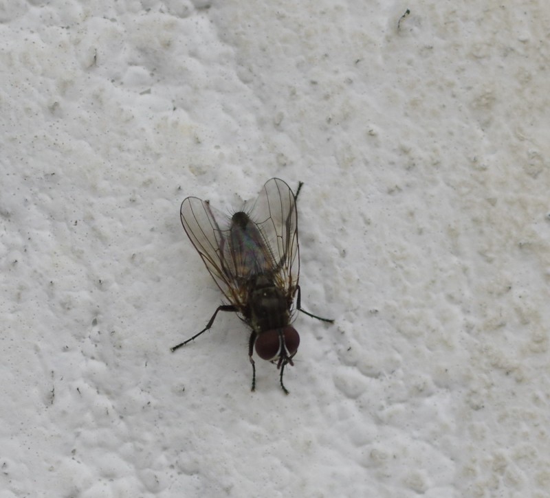 5af3e819b4-mosca09mai2.jpg