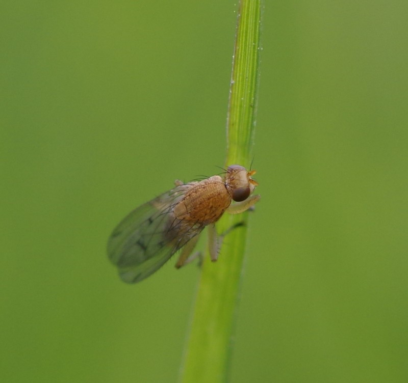5af3e8e8e6-mosca09mai3.jpg