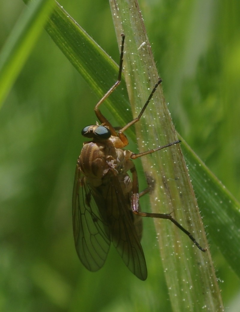 5af4ab61f3-mosca10mai.jpg