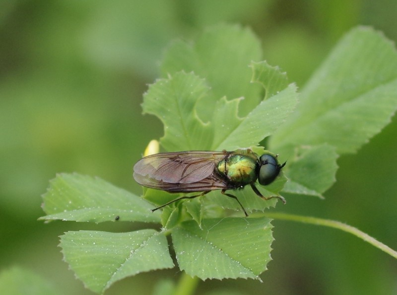 5af5f16423-mosca11mai.jpg
