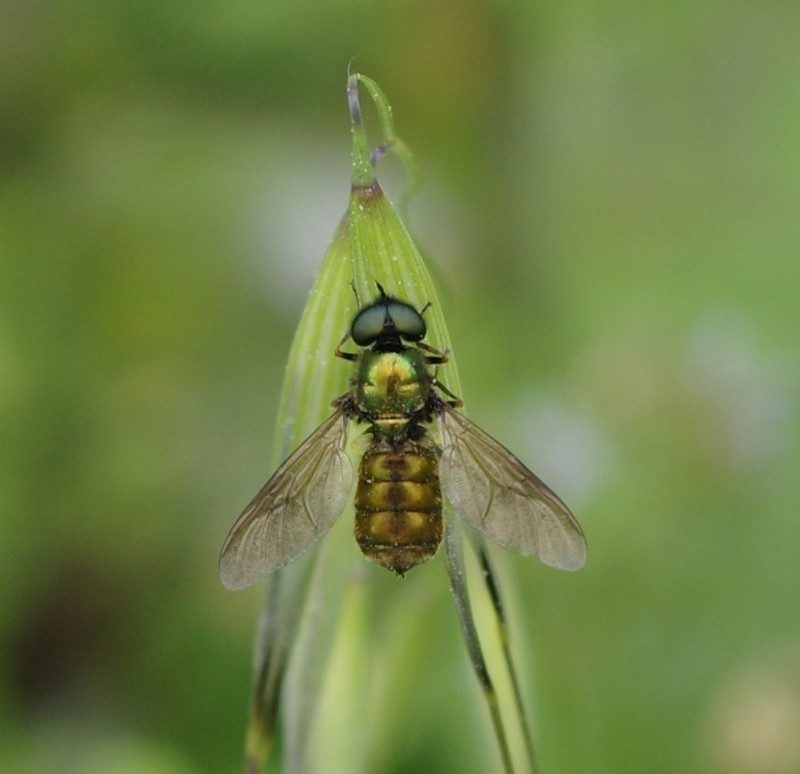 5af5f32393-mosca11mai1.jpg